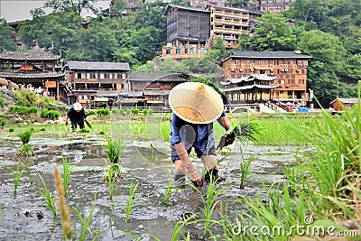 Chinese farmer worker work in the rice field a terraces and plant rice seeds Editorial Stock Photo