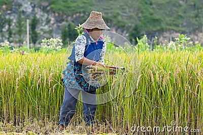 Chinese farmer works hard Editorial Stock Photo