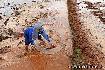 Chinese farmer works rice field Editorial Stock Photo