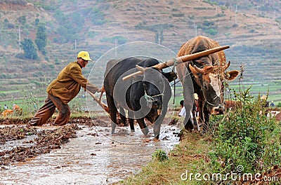 Chinese farmer works in a rice field Editorial Stock Photo