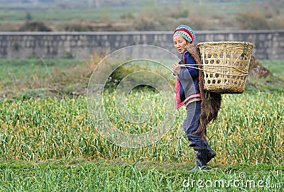 Chinese farmer works in a rice field Editorial Stock Photo