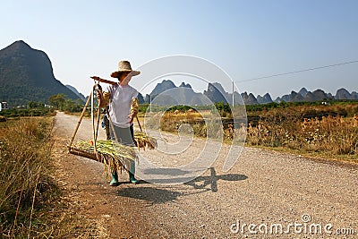 Chinese farmer works in a rice field Editorial Stock Photo