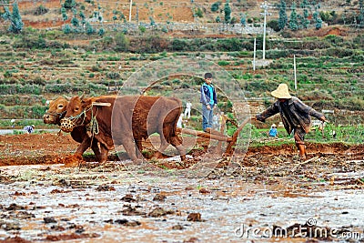 Chinese farmer works in a rice field Editorial Stock Photo