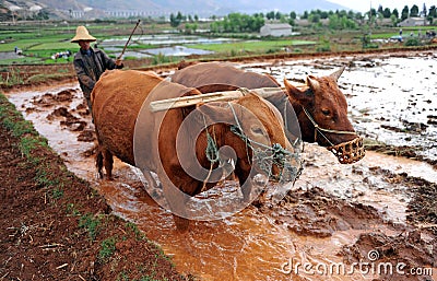 Chinese farmer works in a rice field Editorial Stock Photo