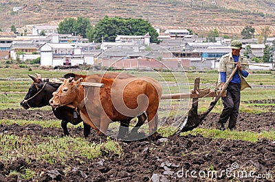 Chinese farmer works in a rice field Editorial Stock Photo