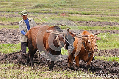 Chinese farmer works in a rice field Editorial Stock Photo