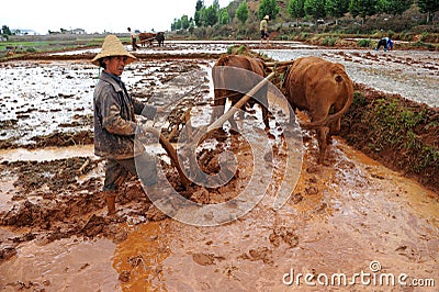 Chinese farmer works in a rice field Editorial Stock Photo