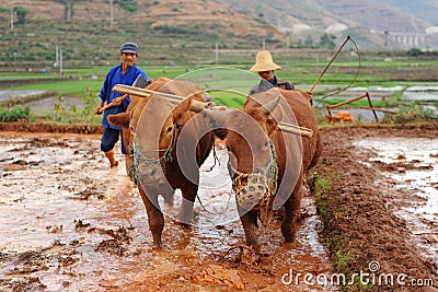 Chinese farmer works in a rice field Editorial Stock Photo