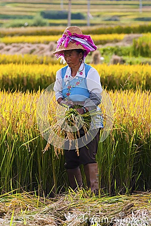 Chinese farmer works in a rice field Editorial Stock Photo