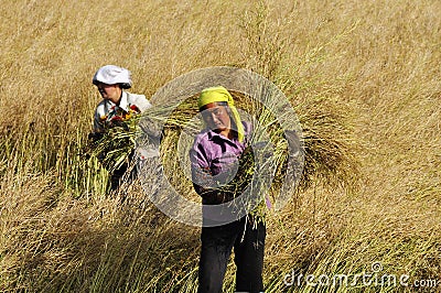 Chinese farmers works field Editorial Stock Photo