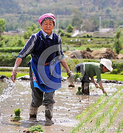 Chinese farmers works rice field Editorial Stock Photo