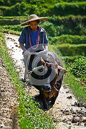 An Chinese farmers works rice field Editorial Stock Photo