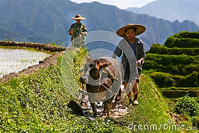 An Chinese farmers works rice field Editorial Stock Photo