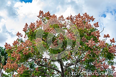 Chinese flame tree Koelreuteria bipinnata - Davie, Florida, USA Stock Photo