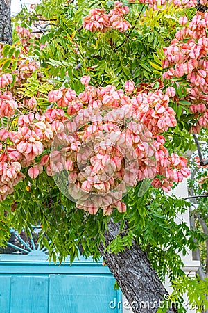 Chinese Flame Tree, Koelreuteria bipinnata, growing in the French Quarter of New Orleans Stock Photo