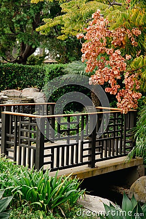 Chinese flame tree - orange blossoms on green leaves. CLose up of japanese garden bridge and plants Stock Photo