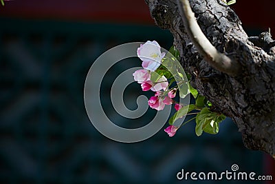 Chinese flowering apple Stock Photo