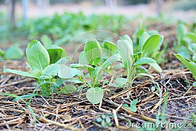 Chinese Flowering Cabbage Stock Photo