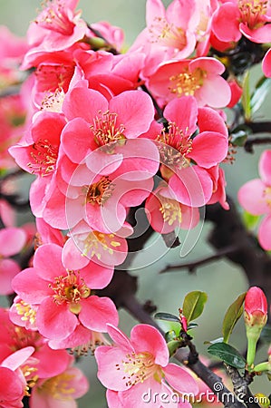 Chinese flowering crab apple Stock Photo