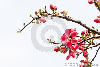 Chinese flowering crab-apple Stock Photo