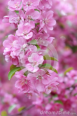Chinese flowering crabapple Stock Photo