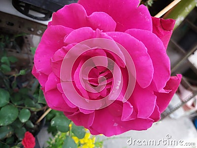 Chinese flowers must have a red, chunky bloom Stock Photo