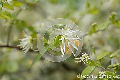 Chinese fringe flower Loropetalum chinense, white flowers Stock Photo