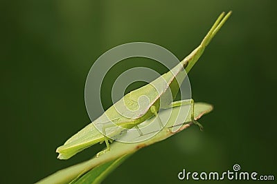 THE OBLIQUE ANGLE OF THE CHINESE GRASSHOPPER PERCHED ON THE LEAF Stock Photo