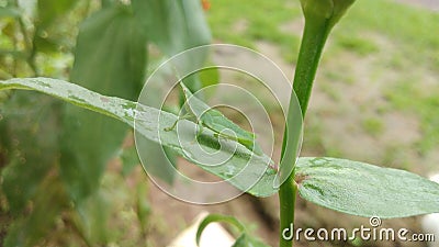 This Chinese grasshopper is very good at camouflage Stock Photo