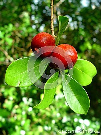 Chinese Guavas, Mauritius Stock Photo