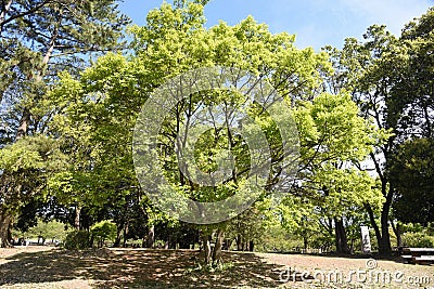 Chinese hackberry Celtis sinensis trunk and leavea Stock Photo