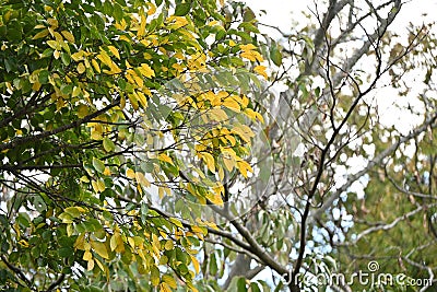 Chinese hackberry ( Celtis sinensis ) yellow leaves. Cannabaceae deciduous tree. Stock Photo