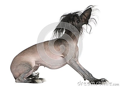 Chinese hairless crested dog Stock Photo