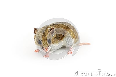 Chinese hamster Stock Photo