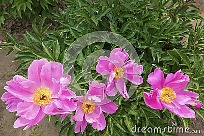 Chinese herbaceous peony flowers Stock Photo