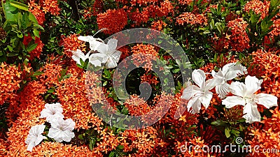 Chinese hibiscus mixed with flame of the woods are very attractive aye catching and beautiful flowers Stock Photo