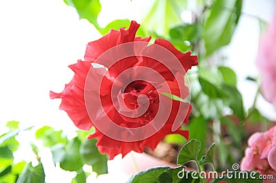 Chinese hibiscus red flower background. Spring flower blooming. Tropical or home plant blossoming closeup flower Stock Photo