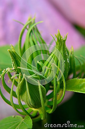 Chinese Hibiscus, Rose-of-China rosa-sinensis,green buds macro vertical Stock Photo