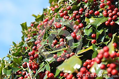 Chinese holly fruits Stock Photo