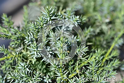 Chinese juniper Blue Alps Stock Photo