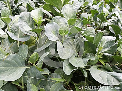 Chinese Kale garden Stock Photo