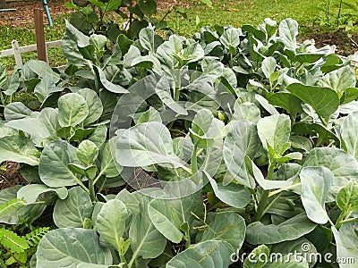 Chinese Kale garden Stock Photo