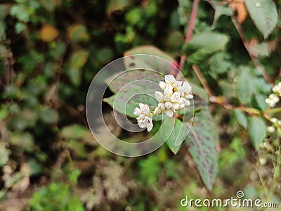 Chinese knotweed flower Stock Photo