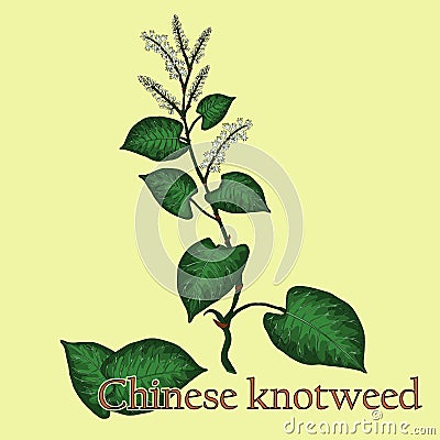 Chinese knotweed. Illustration of a plant in a vector with berry Stock Photo