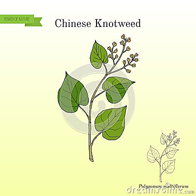 Chinese knotweed Polygonum multiflorum , fo-ti, medicinal plant Vector Illustration