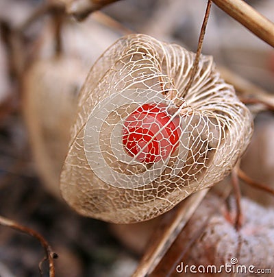 Chinese lantern Stock Photo