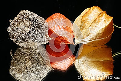 Chinese Lantern Fruits Stock Photo