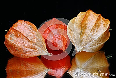 Chinese Lantern Fruits Stock Photo