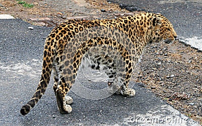 Chinese leopard or North China leopard Stock Photo