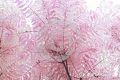 Chinese Mahogany toon `Flamingo `tree Stock Photo